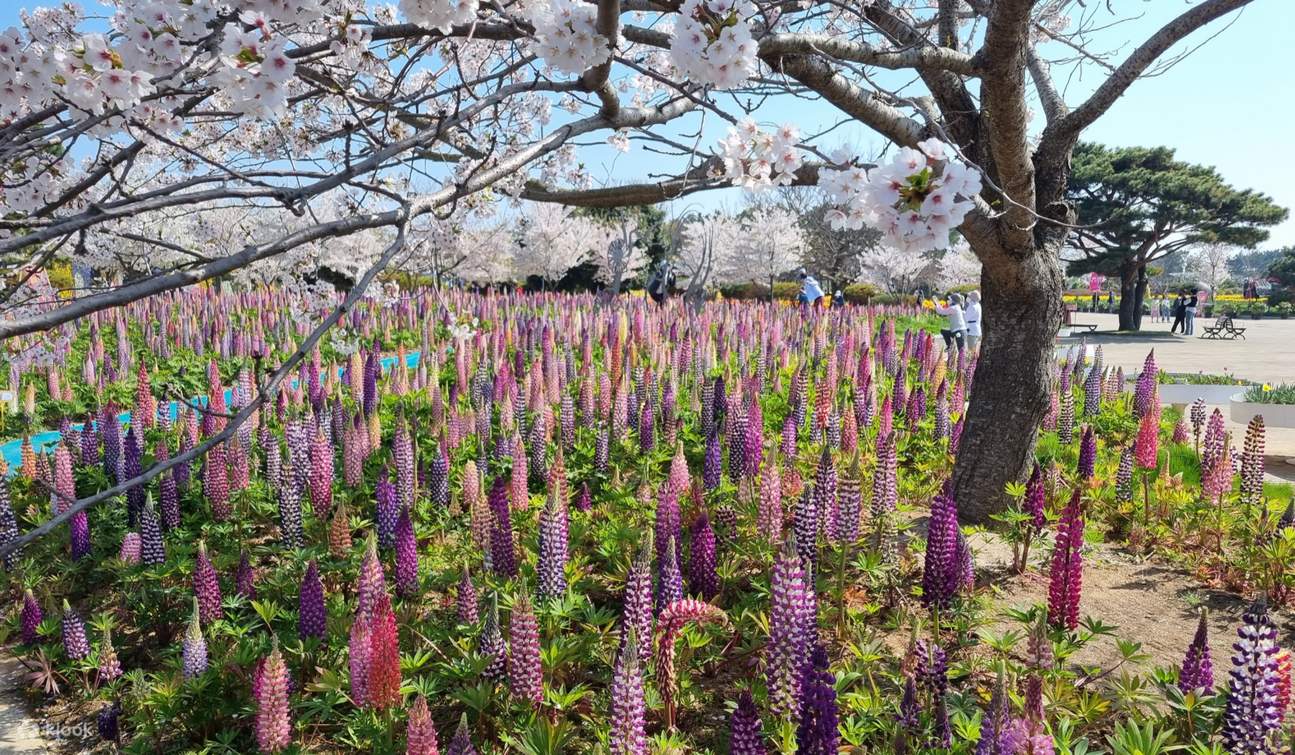 2024 [Spring] Taean Tulip Festival and Flower Park Day Tour Klook